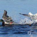 청둥오리 - 진주시 삼계로 292 | 청둥오리
