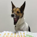 코코키친 | #제품협찬 [정글키친 서포터즈 16기] 강아지 생식 정글키친 변코코 급여 후기