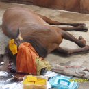 동산목장 이미지