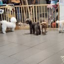 개랑놀아주는남자 이미지