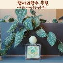 선물 | 청사과향수 아오링고 사과샴푸향 선물 후기