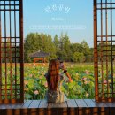 덕진-20 | [2025 전주 덕진공원 연꽃축제] 주차, 입장료, 개화 시기 총정리 (방문 후기 포함)
