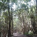 곶자왈거문오름 이미지