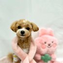 킴스펫살롱 이미지