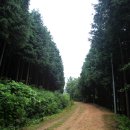 생명나무숲 이미지