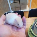 미니펫스토리 이미지