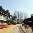 펜션 숲 | 양평 “대명노르웨이숲 펜션” 내돈내산 후기