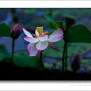 Fairy Tale 이미지