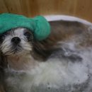 스파펫살롱 이미지