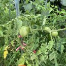 민등농장 이미지