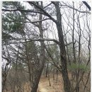 힘찬나무