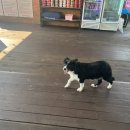 비버피시 이미지