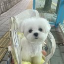 들레미용실