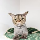 아로펫그루밍 이미지