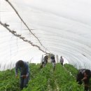 백옥농장 이미지