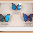 양지카운티 이미지