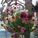 코스모스여화 이미지