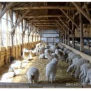 순진목장 이미지