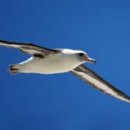 알바트로스 이미지