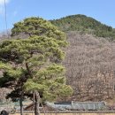 남평문씨본리세거지 주차장 | 남평문씨본리세거지 대구 매화 명소 홍매화 실시간 개화상태