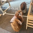 클루이펫스튜디오
