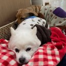 아이드림펫 이미지