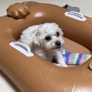 옳치 올치 이미지