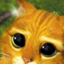 닥터캐닌 이미지