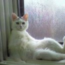 나만고양이없어 이미지