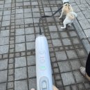견우 | 🐶 강아지 리드줄 추천! 견우야 자동 리드줄 솔직 후기