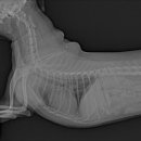 케어덴 동물치과&내과병원 이미지