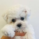 베베독 강아지분양 대구본점 이미지