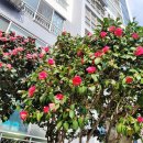 동백꽃약국 이미지