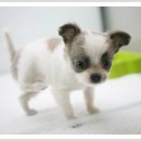 강아지 정거장 이미지