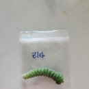 코레리아 리사 이미지