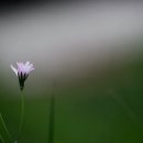 애기똥풀 이미지