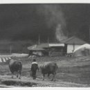 애환한우 이미지