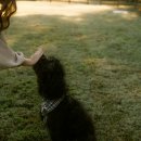 마늘닭갈비 이미지