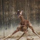 피트밀리짐 이미지