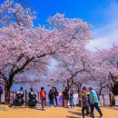 [4월여행] 벚꽃축제 가볼만한곳 베스트5 이미지