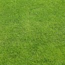 푸른잔디 이미지