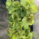 한일종묘농약사 이미지