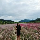 철원포럼 | 2025년 포천 한탄강 가든페스타 축제 기간 가을 꽃구경 여행 추천 가볼만한곳