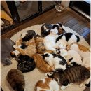 청주고양이입양지원센터 애니멀공화국 이미지