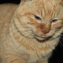 숲속고양이 이미지