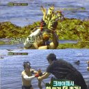 대박피시 이미지