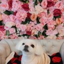 킹스키즈 개린이집 이미지