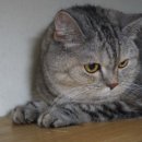 우다닥 고양이호텔 이미지