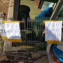 강아지정류장 이미지