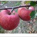 청남농원 이미지